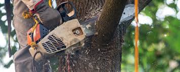 Best Soil Testing and Treatment  in Fairport, NY