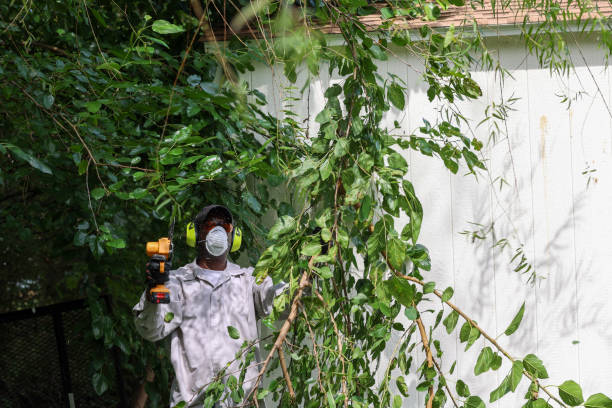 Best Root Management and Removal  in Fairport, NY